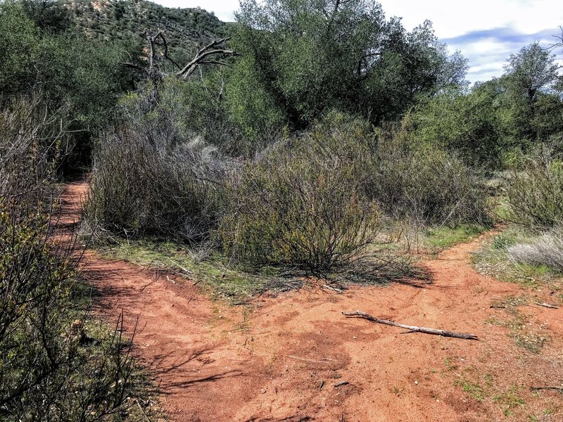 Go left at this fork. To the right is a cattle trail.