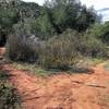 Go left at this fork. To the right is a cattle trail.