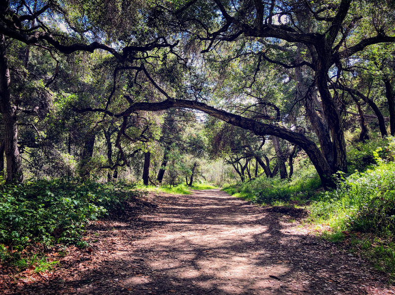 Beautiful canopy on the Gabrielino Trail heading towards the Arroyo.