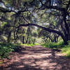 Beautiful canopy on the Gabrielino Trail heading towards the Arroyo.