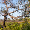 A cool, gnarly tree on the path.