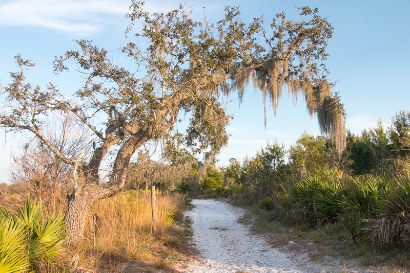 Another interesting tree along the trail.