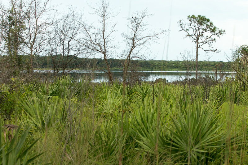 A view of Lake Manatee.