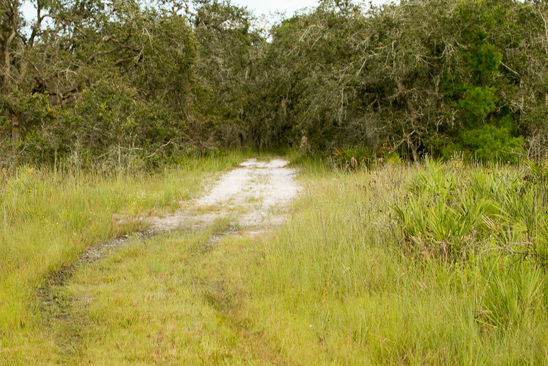 Entrance to the new oak grove in Persimmon Loop.