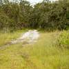 Entrance to the new oak grove in Persimmon Loop.