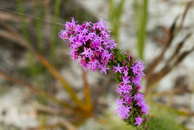 Flora along the trail.