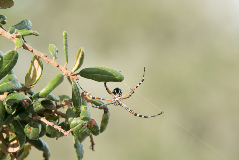 Be mindful of spider webs in the oak grove, especially during season.