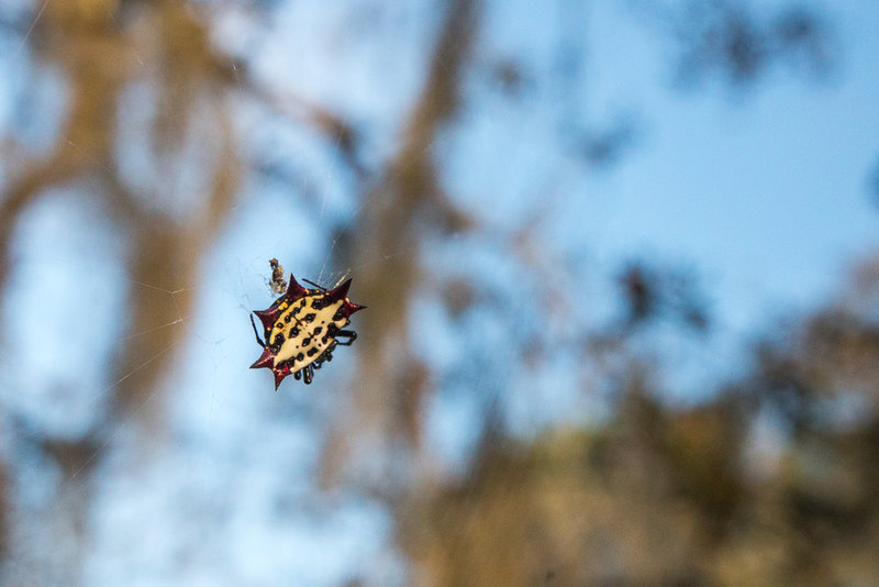 Spider relaxing in the breeze.