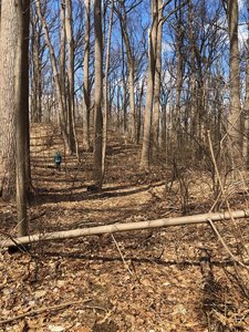 Portion of the trail with typical debris across