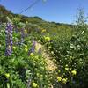 Olinda trail lupine and mustard flowers at about a half mile from the trailhead parking lot and Museum.