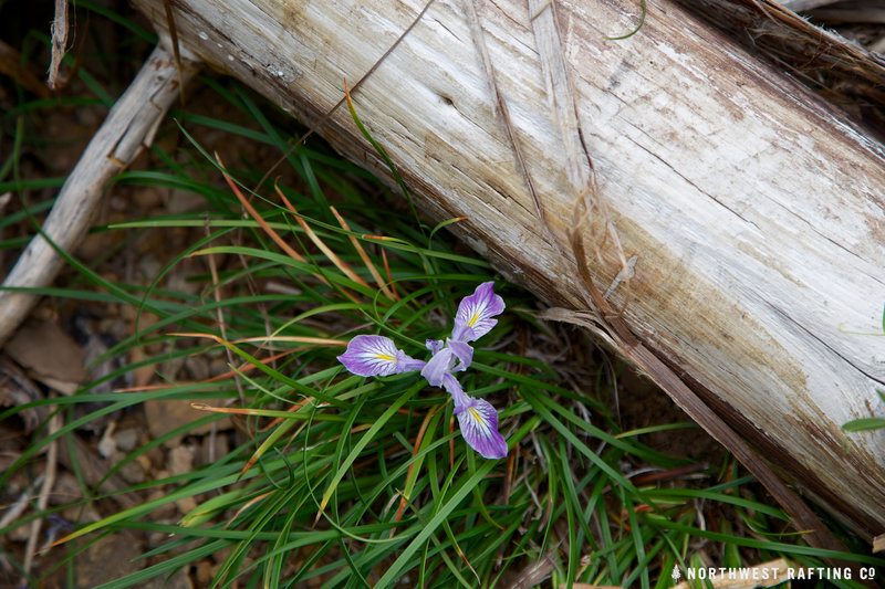 Wild Iris