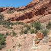 The rim on Mescal loop is incredibly beautiful! The views from the rim are equally as amazing. Fun ride and beautiful scenery.