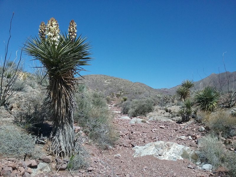 Banana yucca starting to bloom and view of the Franklin Mountains.