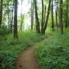 Lots of green along the Elderberry Trail.