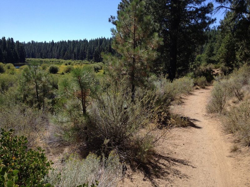 A relaxing section of the Deschutes River Trail.