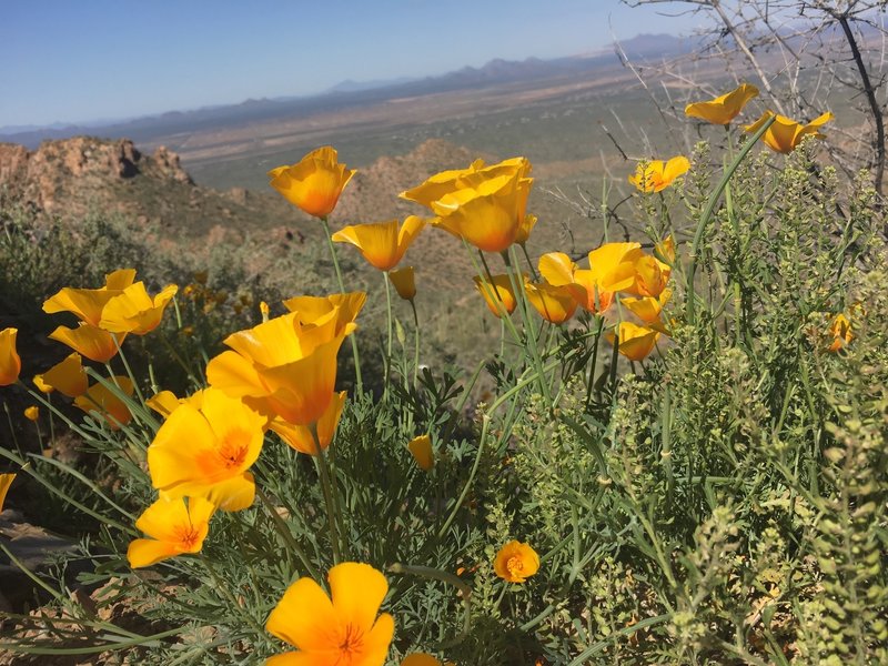 California poppies. EVERYWHERE!