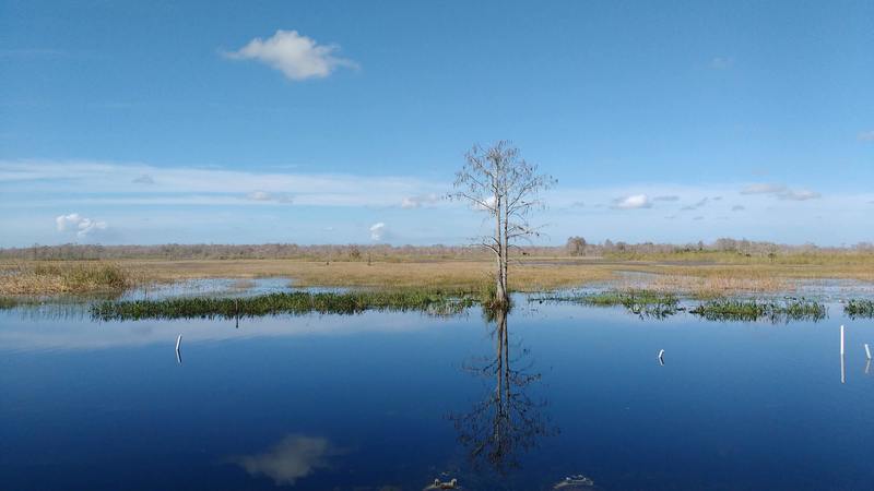 One of many spectacular views from the Grassy Waters Preserve levee greenway or Owahee Trail.