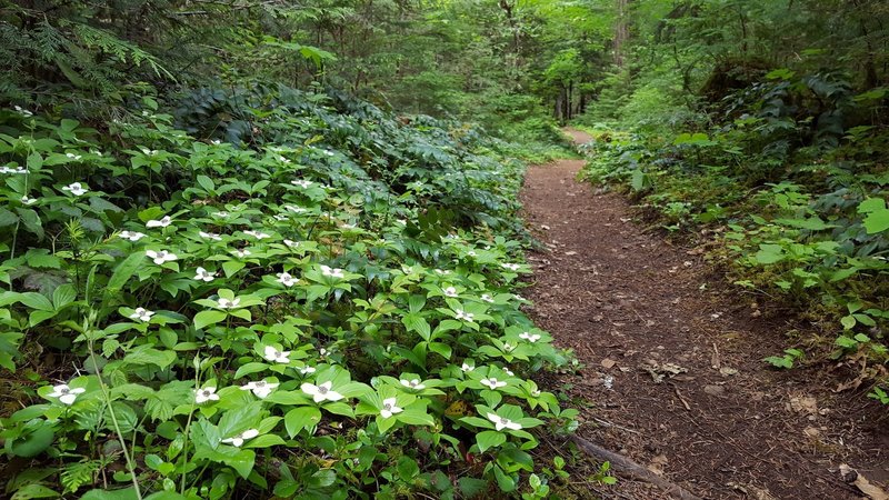 Bunch berry along trail at Breitenbush