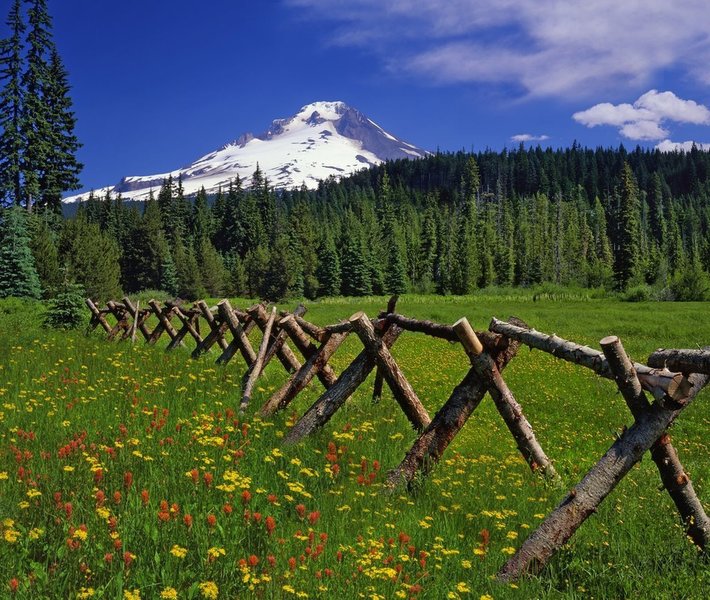 Mt. Hood from Summit Meadows