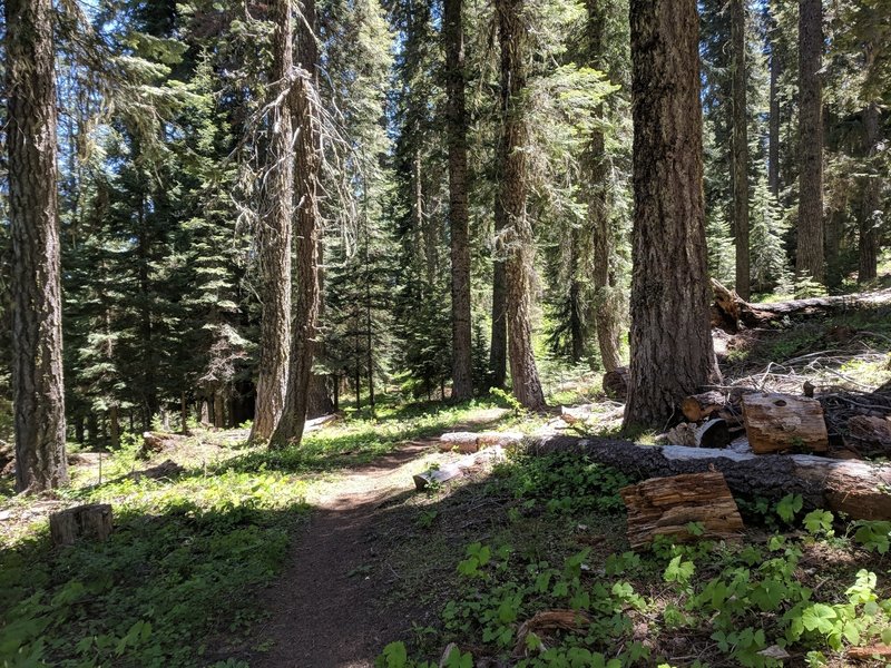 Through old growth, Sturgis Fork trail.