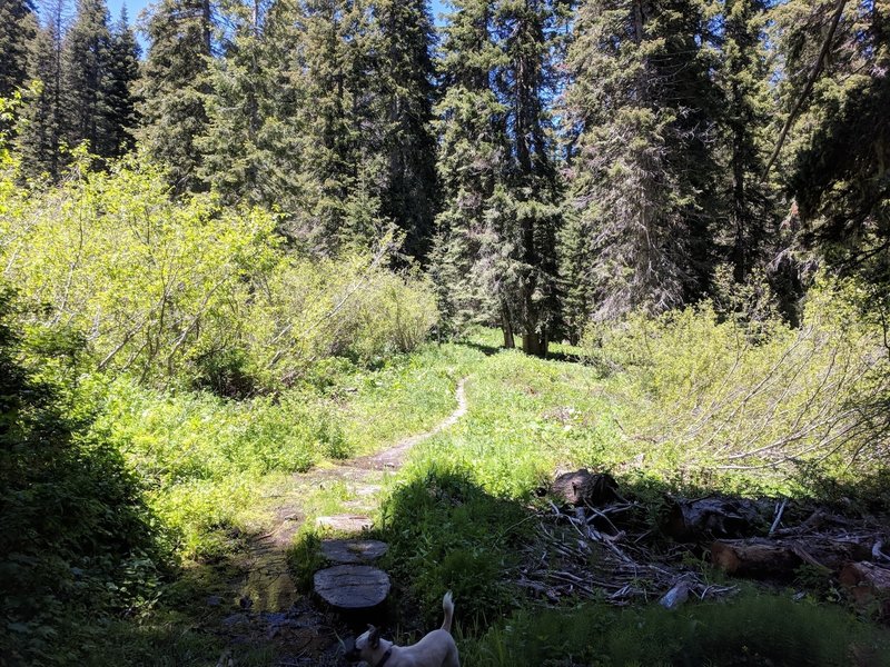 Lower part of Sturgis Fork trail.