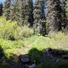 Lower part of Sturgis Fork trail.