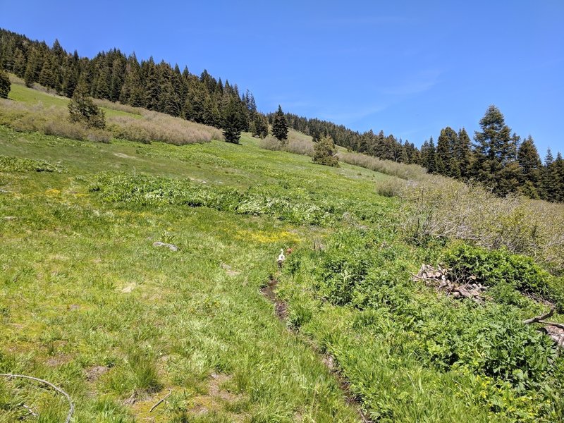 Starting across the meadows on the east side of Lake Peak.