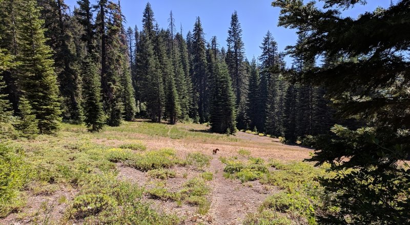 Dry meadow transit typical of southern Oregon ridgetops. First opening on the way to Horse Springs via the Boundary Trail.