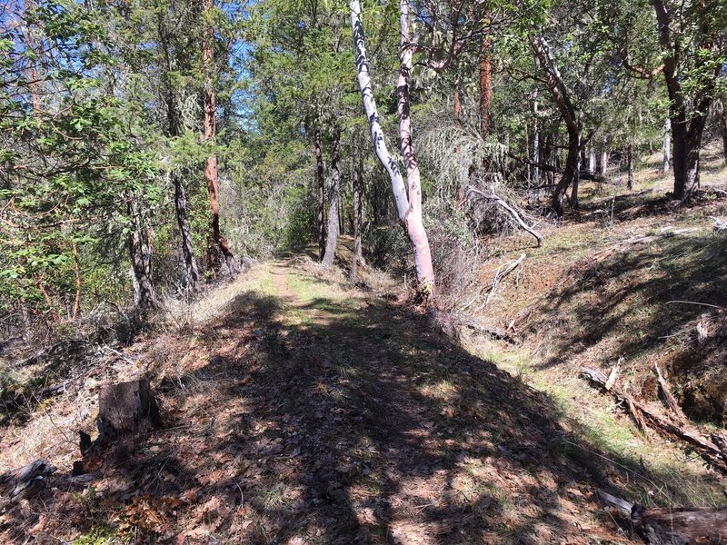 Head along the ditch trail where the water used to flow to support historic hydraulic mining.