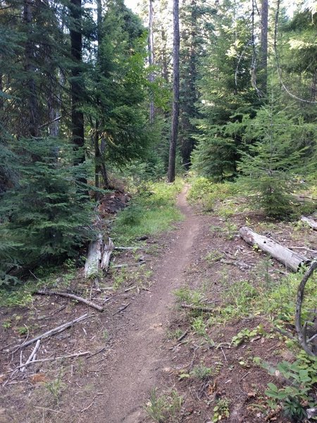 This is a typical view of the trail.