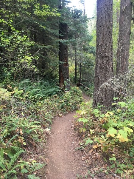 Heading up Bear Creek Trail.