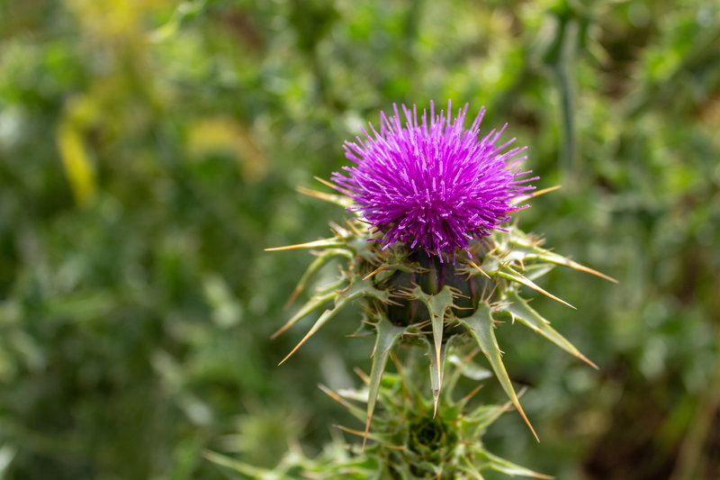 Abundant wildflowers along the trail