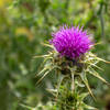 Abundant wildflowers along the trail