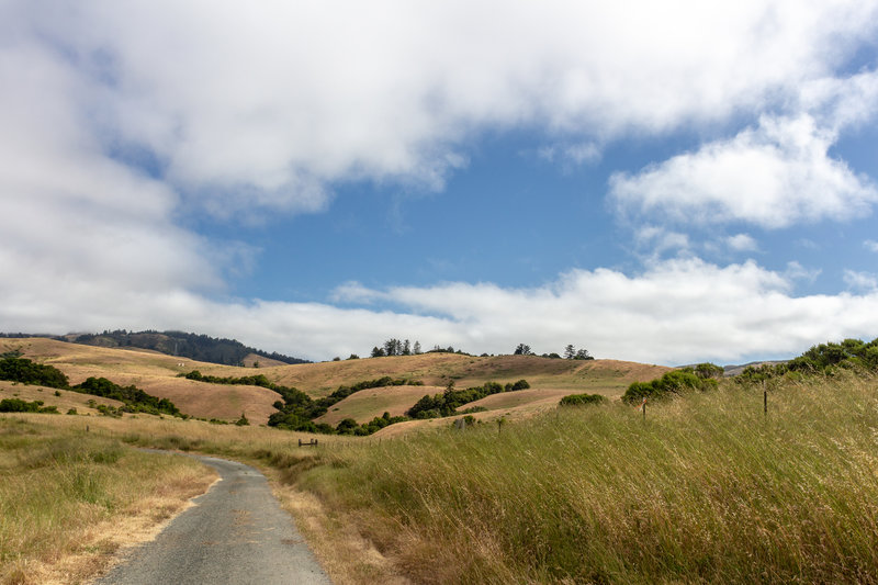 Grassy hills in La Honda Open Space Preserve