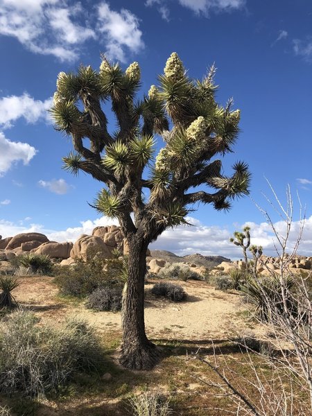 Joshua Tree