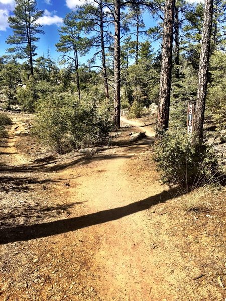 Trail 318 old to the left and new to the right