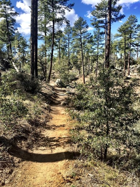 Wooded section of Trail 318