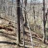 Western Ridge Trail Moderate (upper). Some trunk-jumping and semi-steep descent/ascents.