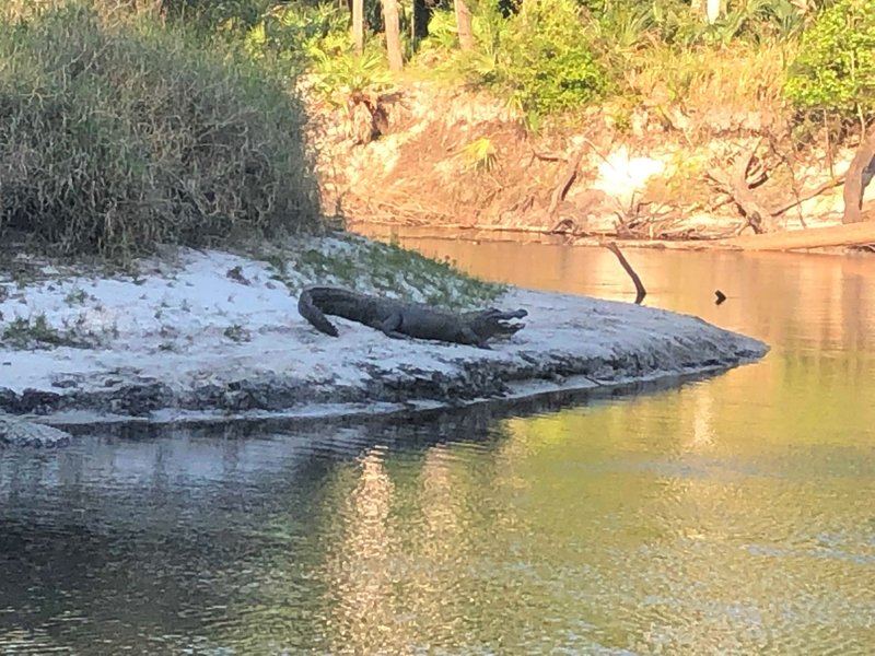 8' foot gator looking hungry