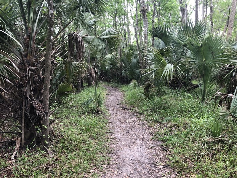 A clear way through the palms.