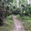 A clear way through the palms.