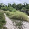 Exposed areas near the bank have some tall grass.