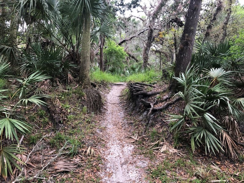 Most of the roots have been removed for faster mountain biking.