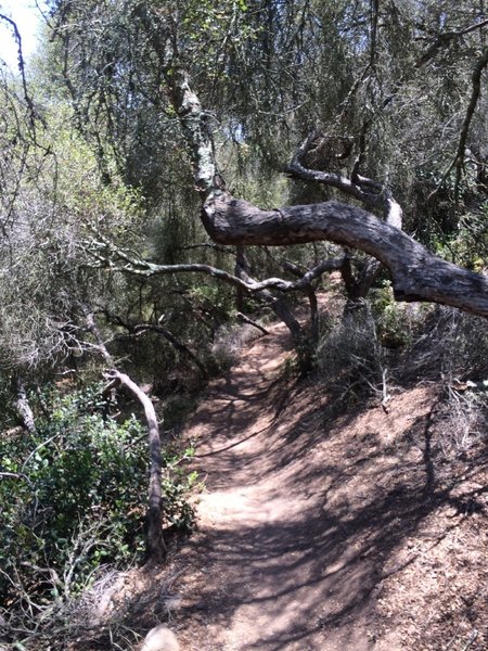 Camino Ruiz Trail.