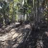 Eucalyptus grove.