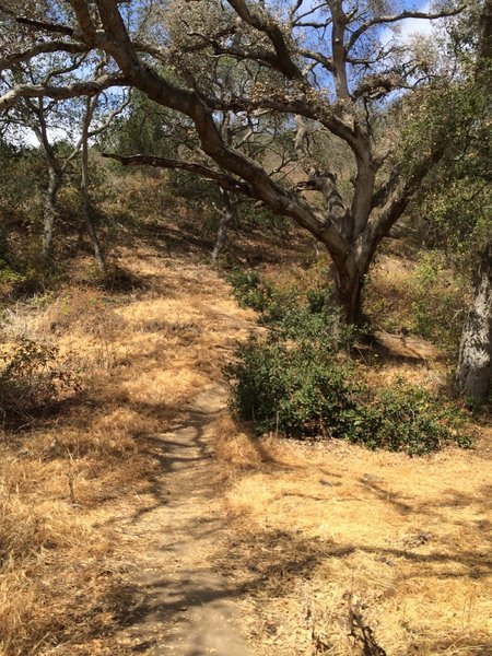 Singletrack through the oak trees.