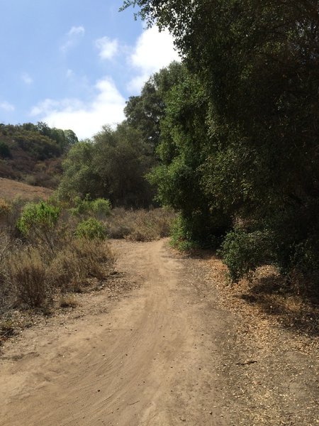 Ride through the oaks.