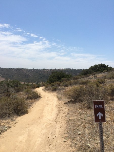 This trail narrows to singletrack then a huge drop. Be careful!