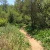 Singletrack along Penasquitos Creek.