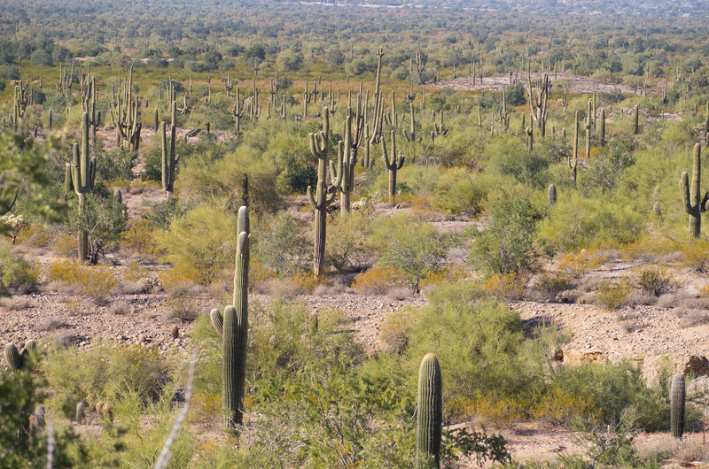 San Tan Trail